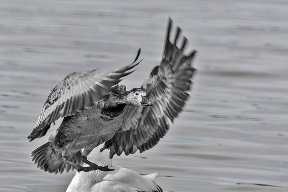 Bertazzoni, "Canadian Geese", Nikon, "North Texas", "Snow Geese", Texas, "american Coot", beak, colors, cooking, feathers, flying, food, geese, lakes, migration, nature, ponds, swamps, wings
