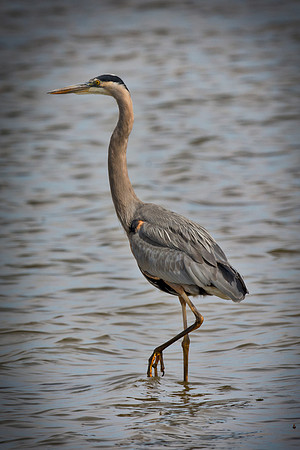 Bertazzoni, Nikon, Texas, bird, "black & white", feathers, fishing, "great Blue Heron", lake, migration, nature, park, peak, pond, swamp, "wading bird", wildlife, wings