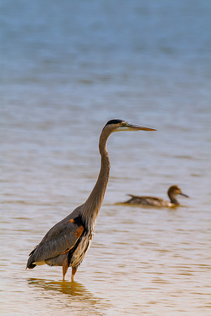 Bertazzoni, Nikon, Texas, bird, "black & white", feathers, fishing, "great Blue Heron", lake, migration, nature, park, peak, pond, swamp, "wading bird", wildlife, wings
