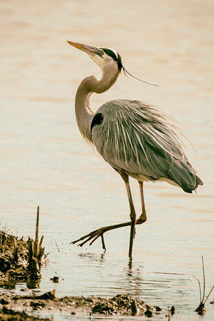 Bertazzoni, Nikon, Texas, bird, "black & white", feathers, fishing, "great Blue Heron", lake, migration, nature, park, peak, pond, swamp, "wading bird", wildlife, wings