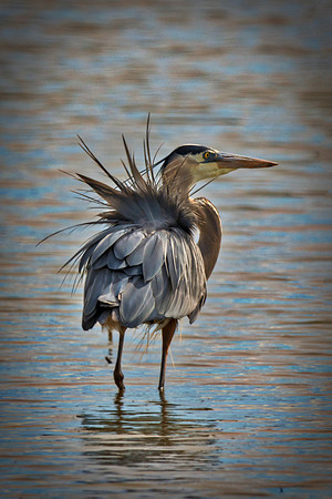 Bertazzoni, Nikon, Texas, bird, "black & white", feathers, fishing, "great Blue Heron", lake, migration, nature, park, peak, pond, swamp, "wading bird", wildlife, wings