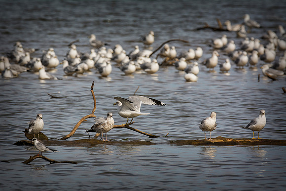 Africa, Bertazzoni, Namibia, Nikon, "Red Billed Tropicbird", "South Africa", "Walvia bay", beak, feathers, fishing, flying, nature, ocean, safari, sea, sky, wings, texas. USA, "Hagerman Refuge", "Leas