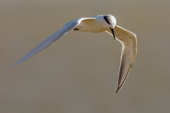 Africa, Bertazzoni, Namibia, Nikon, "Red Billed Tropicbird", "South Africa", "Walvia bay", beak, feathers, fishing, flying, nature, ocean, safari, sea, sky, wings, texas. USA, "Hagerman Refuge", "Leas