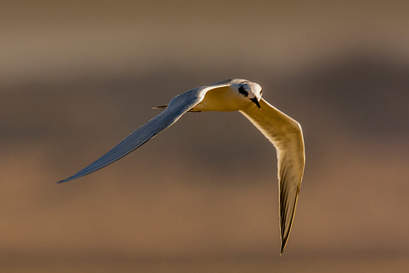 Africa, Bertazzoni, Namibia, Nikon, "Red Billed Tropicbird", "South Africa", "Walvia bay", beak, feathers, fishing, flying, nature, ocean, safari, sea, sky, wings, texas. USA, "Hagerman Refuge", "Leas