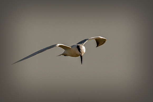 Africa, Bertazzoni, Namibia, Nikon, "Red Billed Tropicbird", "South Africa", "Walvia bay", beak, feathers, fishing, flying, nature, ocean, safari, sea, sky, wings, texas. USA, "Hagerman Refuge", "Leas