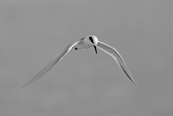 Africa, Bertazzoni, Namibia, Nikon, "Red Billed Tropicbird", "South Africa", "Walvia bay", beak, feathers, fishing, flying, nature, ocean, safari, sea, sky, wings, texas. USA, "Hagerman Refuge", "Leas