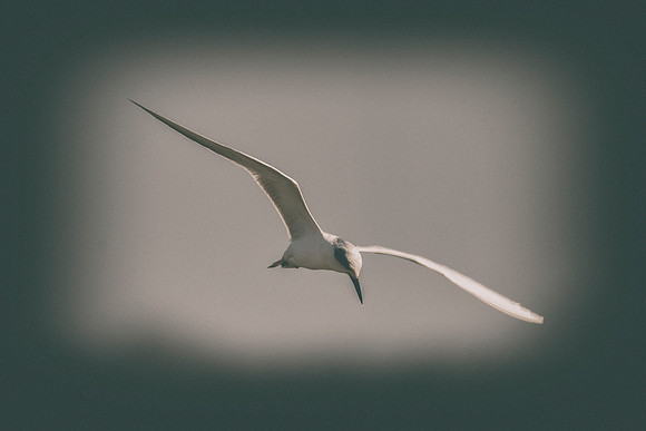 Africa, Bertazzoni, Namibia, Nikon, "Red Billed Tropicbird", "South Africa", "Walvia bay", beak, feathers, fishing, flying, nature, ocean, safari, sea, sky, wings, texas. USA, "Hagerman Refuge", "Leas