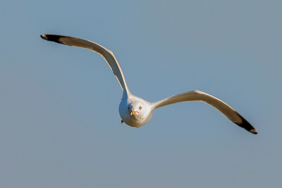 Africa, Bertazzoni, "Hagerman Refuge", "Least Tern", Namibia, Nikon, "Red Billed Tropicbird", "South Africa", USA, "Walvia bay", beak, feathers, fishing, flying, nature, ocean, safari, sea, sky, texas