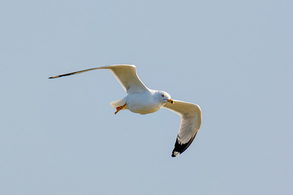 Africa, Bertazzoni, "Hagerman Refuge", "Least Tern", Namibia, Nikon, "Red Billed Tropicbird", "South Africa", USA, "Walvia bay", beak, feathers, fishing, flying, nature, ocean, safari, sea, sky, texas