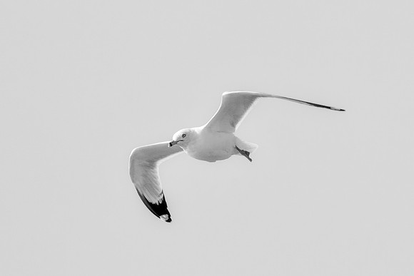Africa, Bertazzoni, "Hagerman Refuge", "Least Tern", Namibia, Nikon, "Red Billed Tropicbird", "South Africa", USA, "Walvia bay", beak, feathers, fishing, flying, nature, ocean, safari, sea, sky, texas