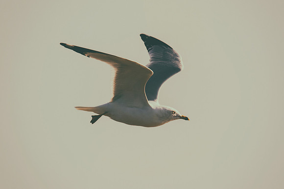 Africa, Bertazzoni, "Hagerman Refuge", "Least Tern", Namibia, Nikon, "Red Billed Tropicbird", "South Africa", USA, "Walvia bay", beak, feathers, fishing, flying, nature, ocean, safari, sea, sky, texas
