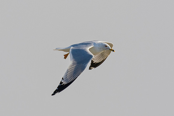 Africa, Bertazzoni, "Hagerman Refuge", "Least Tern", Namibia, Nikon, "Red Billed Tropicbird", "South Africa", USA, "Walvia bay", beak, feathers, fishing, flying, nature, ocean, safari, sea, sky, texas