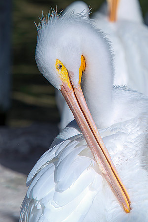 pelicans, sea, ocean, details, Bertazzoni, Nikon, beak, fish, fishing, waterfront, feathers, colors, nature, vacation, zoo, beach, boats,