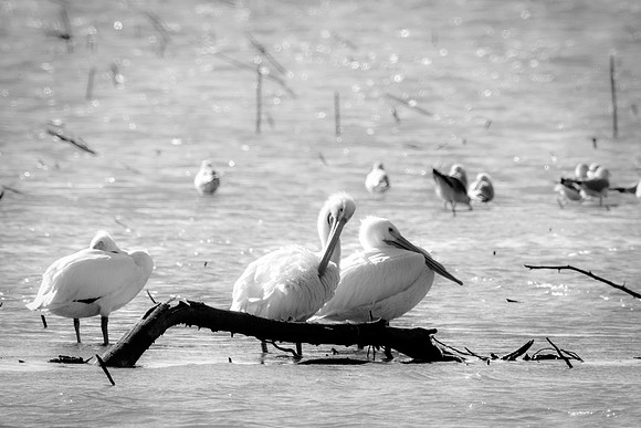 "American White Pelican", Bertazzoni, Kenya, Namibia, Pelican, Texas, USA, "Walvis Bay", beak, colors, feathers, fishing, flying, hunting, lake, lakes, nature, nesting, ocean, "pink backed pelican", r