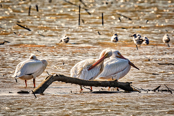 "American White Pelican", Bertazzoni, Kenya, Namibia, Pelican, Texas, USA, "Walvis Bay", beak, colors, feathers, fishing, flying, hunting, lake, lakes, nature, nesting, ocean, "pink backed pelican", r