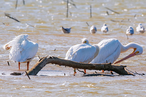 "American White Pelican", Bertazzoni, Kenya, Namibia, Pelican, Texas, USA, "Walvis Bay", beak, colors, feathers, fishing, flying, hunting, lake, lakes, nature, nesting, ocean, "pink backed pelican", r