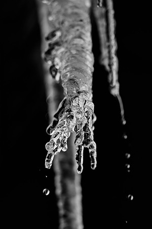 "ice cones", " melting ice", ice, water, leaking, nature, yard, winter, Nikon, Bertazzoni, abstract, artistic, "black & white", cold, freezing, Tears, "crying roots", "frozen pearl"