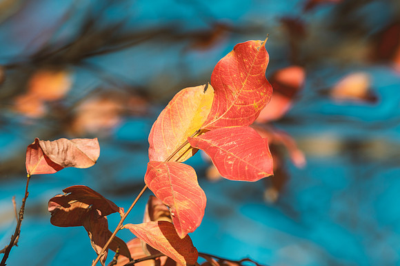 Foliage