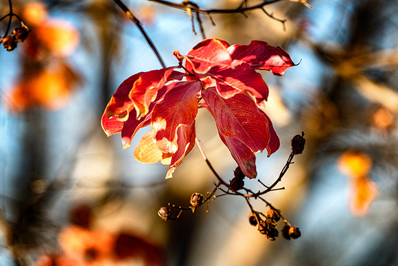 Foliage