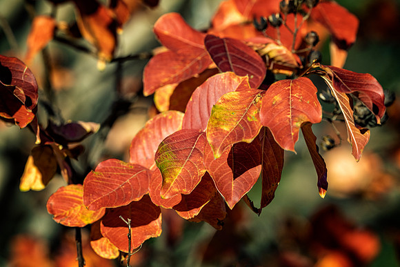 Foliage