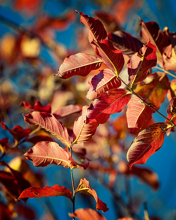 Foliage