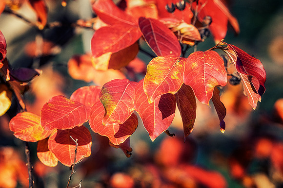 Foliage