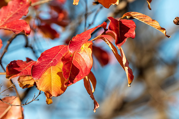 Foliage