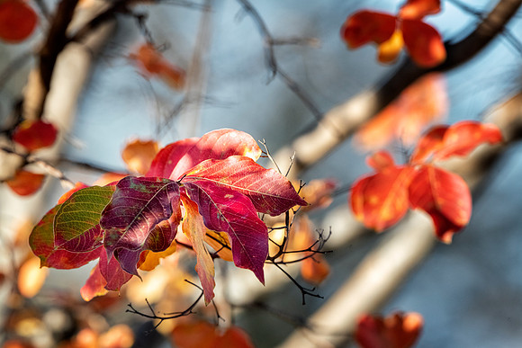Foliage