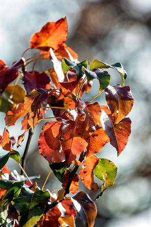 Foliage