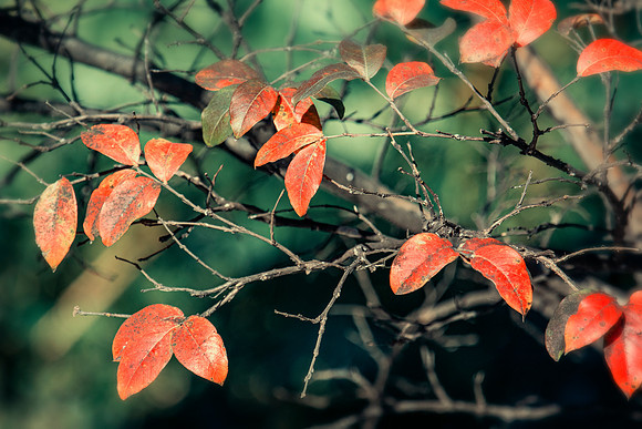Fall Vibes