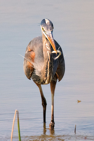 Bertazzoni, Nikon, Texas, bird, "black & white", feathers, fishing, "great Blue Heron", lake, migration, nature, park, peak, pond, swamp, "wading bird", wildlife, wings