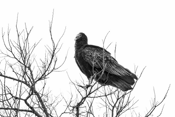 Beak, Bertazzoni, Mexico, Nikon, Texas, Wings, "black & white", death, eyes, feathers, flying, legs, nature, scavengers, "turkey vulture", vulture, wilderness