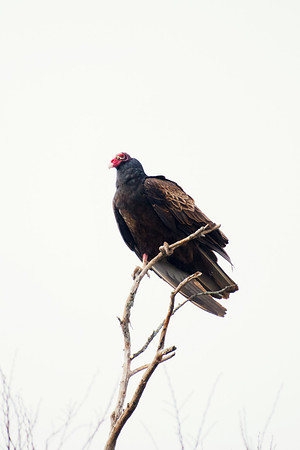 Beak, Bertazzoni, Mexico, Nikon, Texas, Wings, "black & white", death, eyes, feathers, flying, legs, nature, scavengers, "turkey vulture", vulture, wilderness