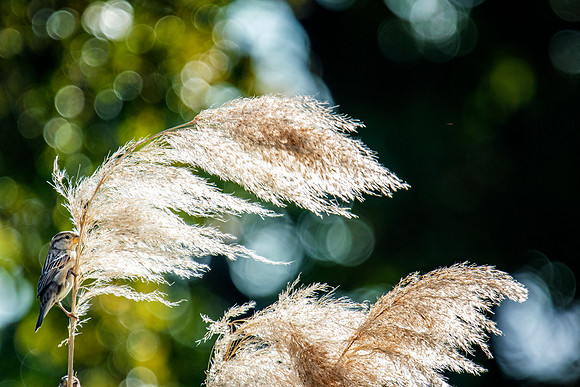 Cane Thicket