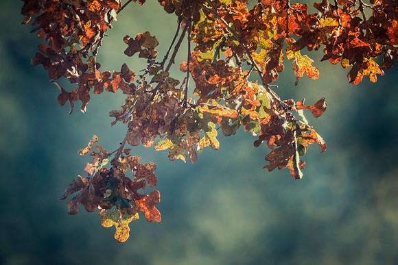 Foliage