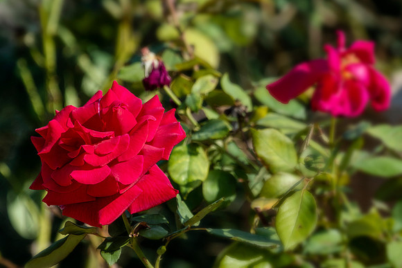 Red Roses