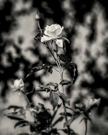 White Rose