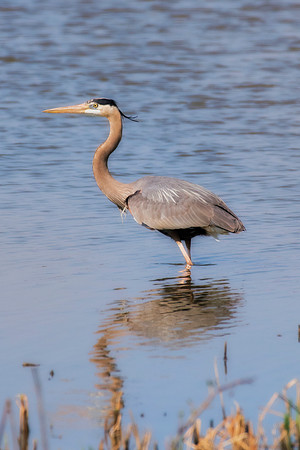 Bertazzoni, Nikon, Texas, bird, "black & white", feathers, fishing, "great Blue Heron", lake, migration, nature, park, peak, pond, swamp, "wading bird", wildlife, wings