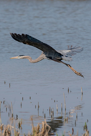 Bertazzoni, Nikon, Texas, bird, "black & white", feathers, fishing, "great Blue Heron", lake, migration, nature, park, peak, pond, swamp, "wading bird", wildlife, wings