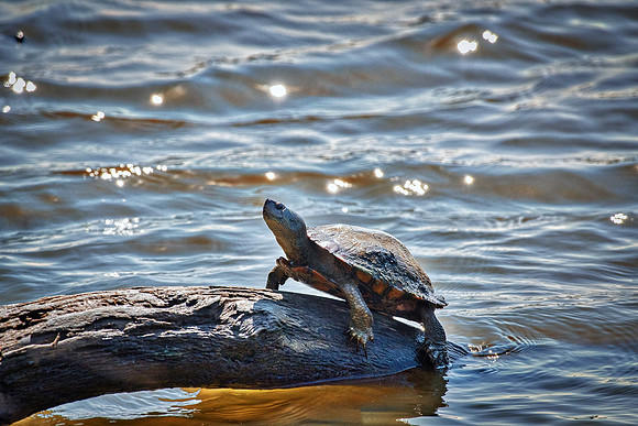 Bertazzoni, Nikon, "black & white", colors, details, nature, pond, reptile, resting, sepia, structure, swamp, swimming, turtle, yard