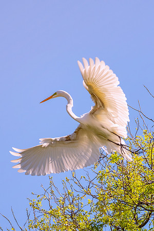 Bertazzoni, Jamaica, Nikon, artistic, beak, colors, feathers, fishing, "flying egret", heron, legs, migration, nature, nesting, panning, parade, pond, safari, swamp, "white egret"