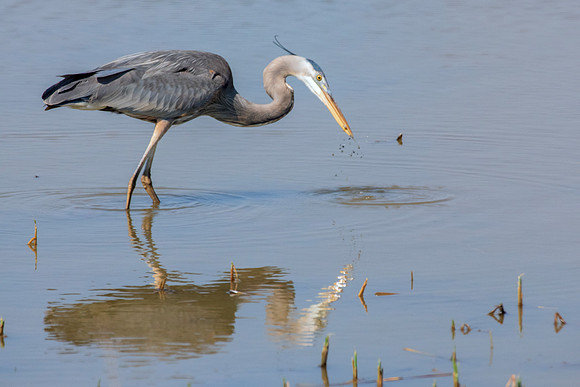 Bertazzoni, Nikon, Texas, bird, "black & white", feathers, fishing, "great Blue Heron", lake, migration, nature, park, peak, pond, swamp, "wading bird", wildlife, wings