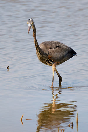 Great Blue Heron