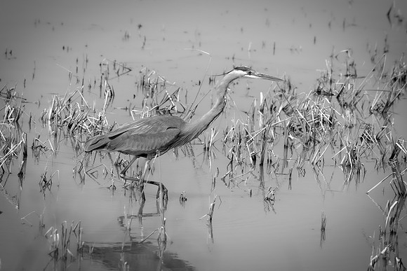 Bertazzoni, Nikon, Texas, bird, "black & white", feathers, fishing, "great Blue Heron", lake, migration, nature, park, peak, pond, swamp, "wading bird", wildlife, wings