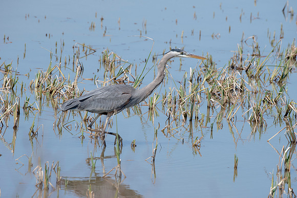Bertazzoni, Nikon, Texas, bird, "black & white", feathers, fishing, "great Blue Heron", lake, migration, nature, park, peak, pond, swamp, "wading bird", wildlife, wings