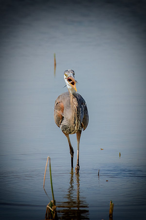 Bertazzoni, Nikon, Texas, bird, "black & white", feathers, fishing, "great Blue Heron", lake, migration, nature, park, peak, pond, swamp, "wading bird", wildlife, wings