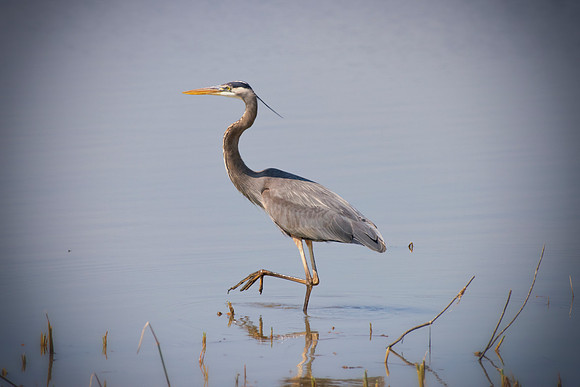 Bertazzoni, Nikon, Texas, bird, "black & white", feathers, fishing, "great Blue Heron", lake, migration, nature, park, peak, pond, swamp, "wading bird", wildlife, wings