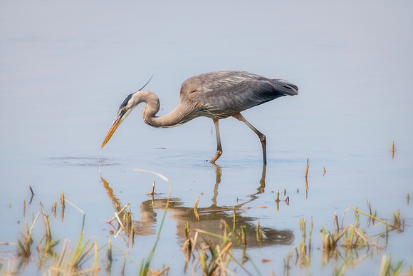 Bertazzoni, Nikon, Texas, bird, "black & white", feathers, fishing, "great Blue Heron", lake, migration, nature, park, peak, pond, swamp, "wading bird", wildlife, wings