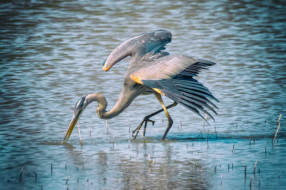 Bertazzoni, Nikon, Texas, bird, "black & white", feathers, fishing, "great Blue Heron", lake, migration, nature, park, peak, pond, swamp, "wading bird", wildlife, wings