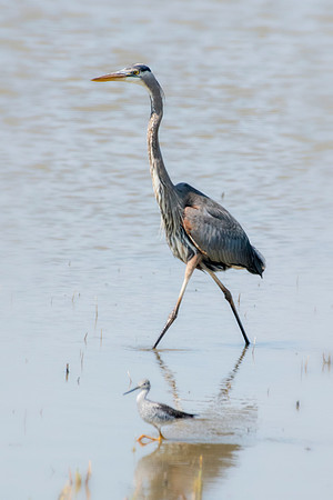 Bertazzoni, Nikon, Texas, bird, "black & white", feathers, fishing, "great Blue Heron", lake, migration, nature, park, peak, pond, swamp, "wading bird", wildlife, wings
